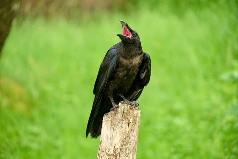 Common raven (Corvus corax), young bird sitting on wooden pole calling, Bohemian Forest, Czech
