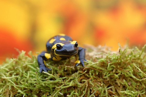 Fire salamander (Salamandra salamandra), running over moss in autumn forest, Indian summer, animal