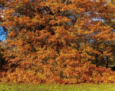 Autumn time, swamp oak in the park, Berlin, Germany, Europe