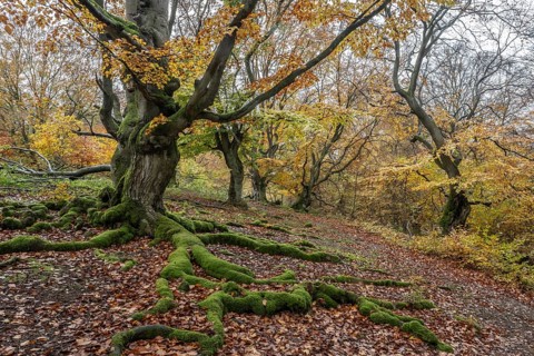 Old copper beeches (Fagus sylvatica) in the Hutewald Halloh, Hesse, Lower Saxony