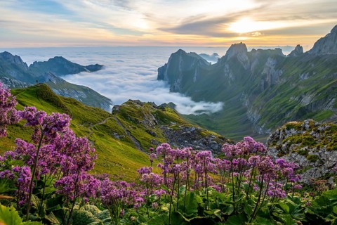 Blooming flowers, Alpstein, Meglisalp valley at sunrise, high fog in the valley, SÃ¤ntis, Appenzell