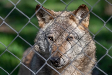 Gray wolf (Canis lupus), portrait behind wire mesh, fence, captive, Germany, Europe