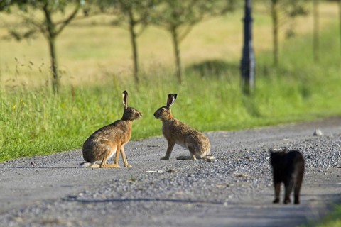 Two European Brown Hares (Lepus europaeus) on a road being stalked by black domestic cat