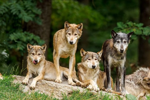 Algonquin wolf (Canis lupus lycaon), wolf, American wolf, wolf pack on a hill, Germany, Europe