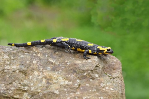 Fire salamander (Salamandra salamandra), running over a stone, Wildlife, North Rhine-Westphalia,