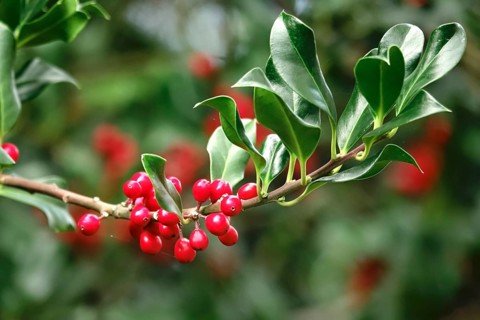 Holly (Ilex aquifolium), with red berries, autumn, Germany, Europe
