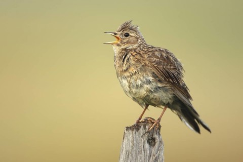 Eurasian Skylark (Alauda arvensis) singing from fence pole along field