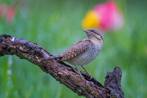 Eurasian wryneck (Jynx torquilla) on gnarled branch, foraging, in the rain, woodpecker, biosphere