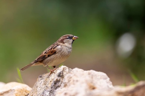 House sparrow (Passer domesticus) at a drinking trough, wildlife, Germany, Europe