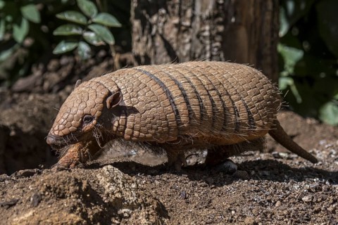 Cute yellow armadillo, six-banded armadillo (Euphractus sexcinctus) foraging at dusk, native to