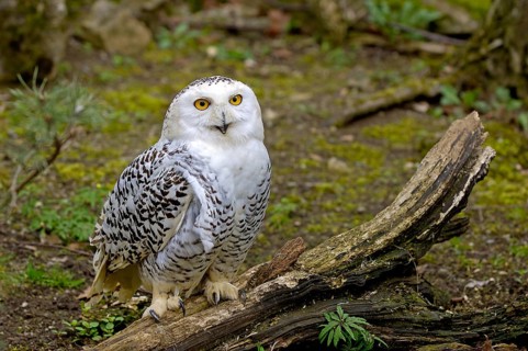 Snowy Owl (Nyctea scandiaca) portrait, Scandinavia