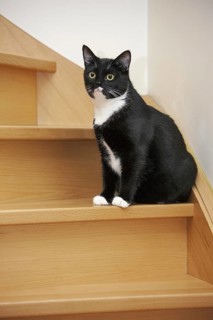 Portrait of tuxedo cat, bicolor domestic cat with a white and black coat sitting on the stairs