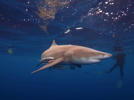 Lemon shark (Negaprion brevirostris) with ship keeper (Echeneidae), diver in the background, dive