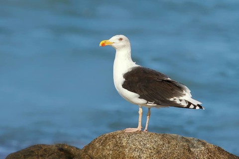 Great black-backed gull (Larus marinus), standing on rocks in shallow water, Fehmarn Island,