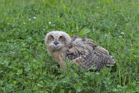 Eurasian eagle-owl (Bubo bubo), young European eagle-owl owlet sitting exposed on the ground in