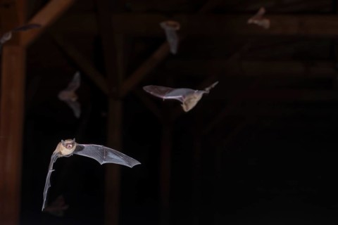 Common pipistrelle (Pipistrellus pipistrellus), swarming in the attic shortly in front of going