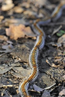 Pine processionary (Thaumetopoea pityocampa) moth caterpillars (Traumatocampa pityocampa) following