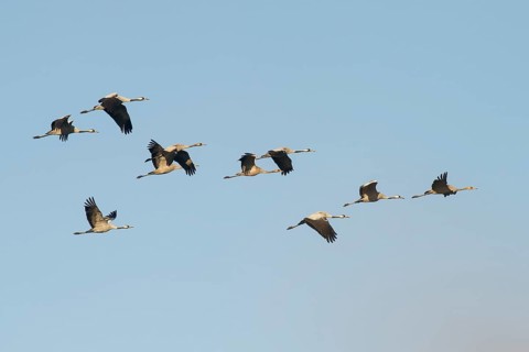 Crane (Grus grus) in flight, autumn crane migration, Mecklenburg-Western Pomerania, Germany, Europe
