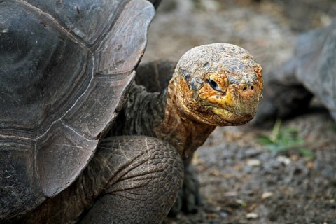 Galapagos giant tortoise (Chelonoidis nigra) (Geochelone elephantopus) in the Darwin Station, Santa