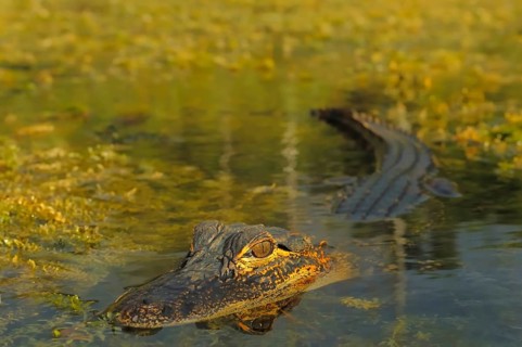 Young american alligator (Alligator mississippiensis), American alligator, Everglades, Florida,