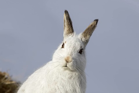 Close-up portrait of mountain hare (Lepus timidus), Alpine hare, snow hare in white winter pelage