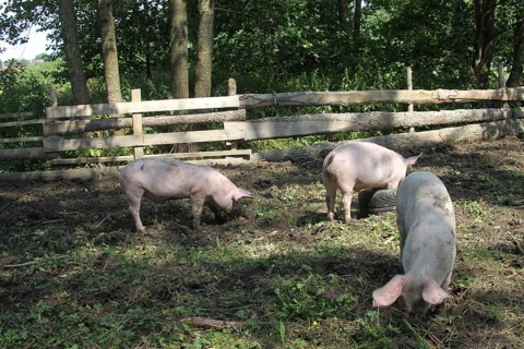 Domestic pigs, free-range, organic, AllgÃ¤u, Bavaria, Germany, Europe