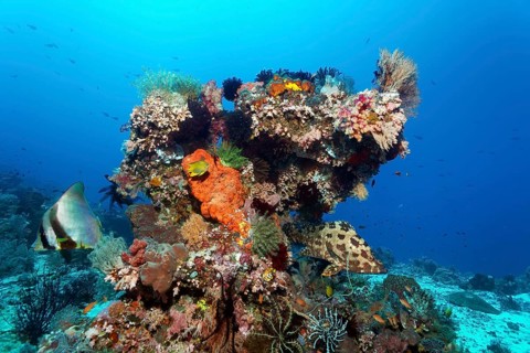 Coral block, various lower animals (Invertebrata) animals, sponges (Porifera) and corals, on the