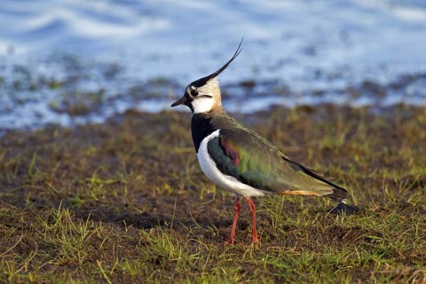Northern Lapwing (Vanellus vanellus) foraging on lake shore, Germany, Europe