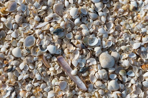 Shells, Palmestranden, Palm Beach, Frederikshavn, North Jutland, North Jutland, Kattegat, Denmark,