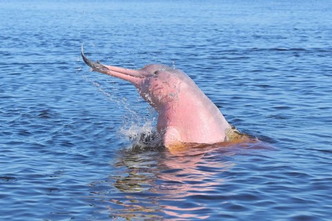 Hunting Amazon River Dolphin or Pink Amazon Dolphin (Inia geoffrensis), Rio Negro, Manaus, Amazonia