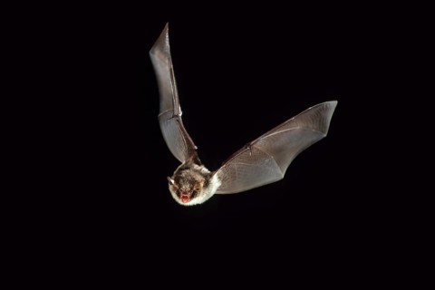Daubenton's bat (Myotis daubentonii) in flight at night, Belgium, Europe