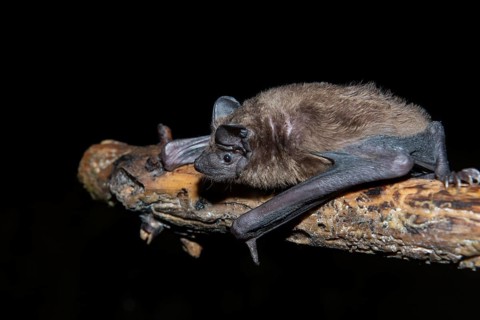Greater evening bat (Nyctalus Abendsegler) juvenile on a branch, Brandenburg, Germany, Europe