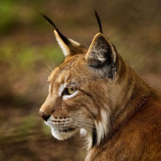Eurasian lynx (Lynx lynx), northern lynx portrait, captive in Sababurg Zoo, Hofgeismar,