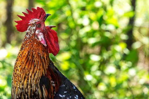 Crowing cock (gallus domesticus), Close up, Mecklenburg-Vorpommern, Germany, Europe