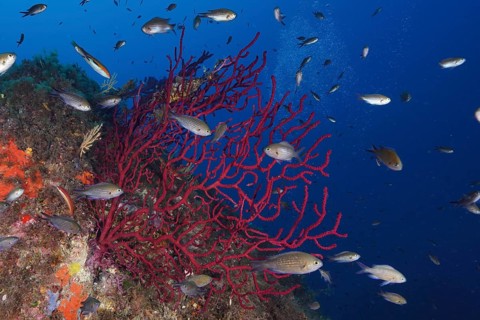 Violescent sea-whip (Paramuricea clavata) and schooling group of monkfish (Chromis chromis) in the