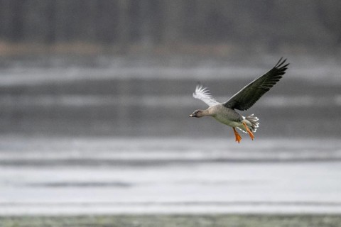 Bean goose (Anser fabalis), landing, Emsland, Lower Saxony, Germany, Europe