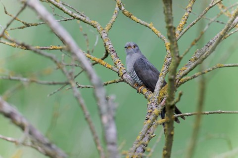 Common cuckoo (Cuculus canorus) male, Lower Saxony, Germany, Europe