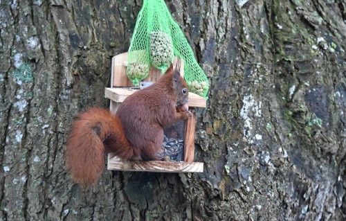 Squirrel (Sciurus) eats peanuts at the feeder in winter