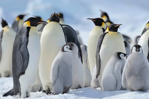 Emperor penguins, Aptenodytes forsteri, Penguin Colony with Adults and Chicks, Snow Hill Island,