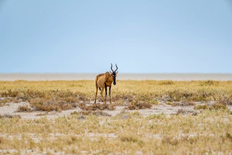 Lone sassaby (Damaliscus lunatus) in dry savannah at the Etosha salt pan, Etosha National Park,
