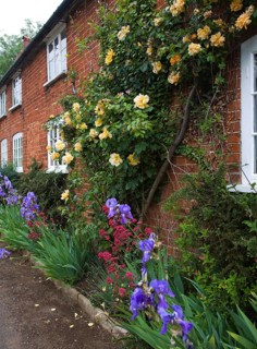 Apricot yellow Buff Beauty variety musk climber rose growing on brick cottage wall, Suffolk,