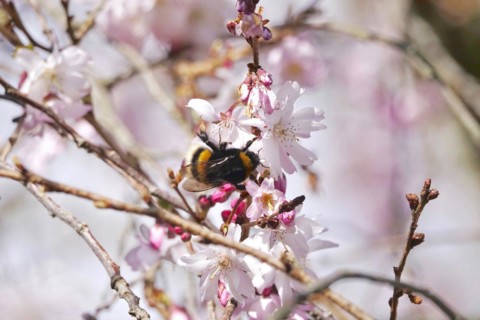 Blossom of the Higan cherry, Bumblebee, March, Germany, Europe