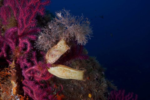 Two specimens of egg capsule of nursehound (Scyliorhinus stellaris) attached to violescent sea-whip