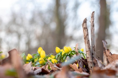 Yellow winter aconites in front of an old tree stump in the forest with focus on the flowers in the