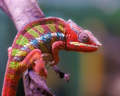 Panther chameleon (Furcifer pardalis), Germany, Europe