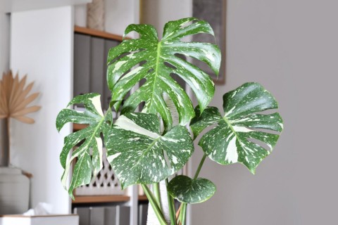 Close up of Tropical 'Monstera Deliciosa Thai Constellation' houseplant with beautiful white