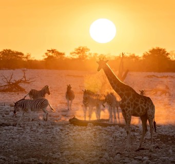Angolan giraffe (Giraffa giraffa angolensis) and plains zebra (Equus quagga), backlit at sunset,