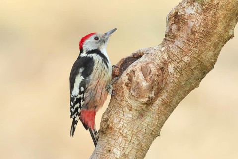 Middle Spotted Woodpecker (Dendrocopos medius) sitting on a branch, Animals, Birds, Woodpeckers,