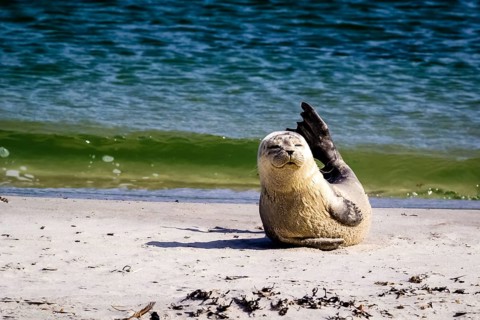 Harbor seal (Phoca vitulina)
