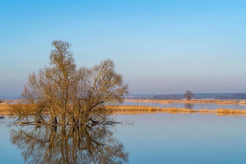 Winter floods, trees and flooded meadows in the floodplains along the river Oder, GroÃŸ Neuendorf,